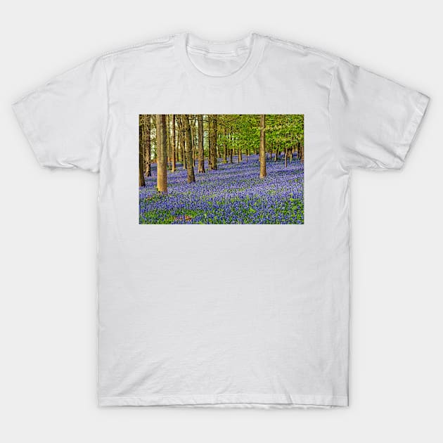 Bluebell Woods Greys Court Oxfordshire UK T-Shirt by AndyEvansPhotos